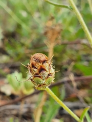 Centaurea occasus