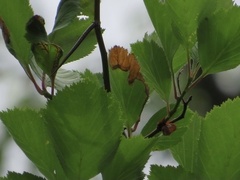 Profenusa canadensis