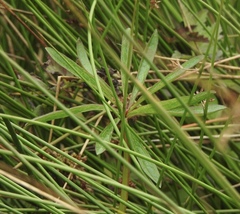 Sidalcea calycosa rhizomata