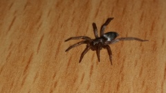 Gnaphosidae