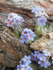 Eritrichium aretioides