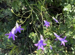 Campanula patula