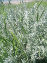 Artemisia nitrosa