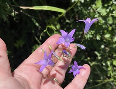 Campanula patula