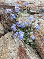 Eritrichium aretioides