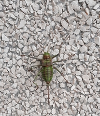 Neocallicrania barrosi