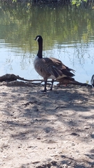 Branta canadensis