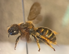 Osmia rufohirta