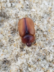 Calicnemis truncatifrons