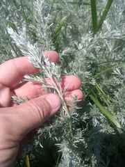 Artemisia nitrosa