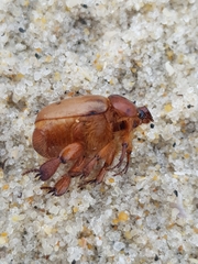 Calicnemis truncatifrons