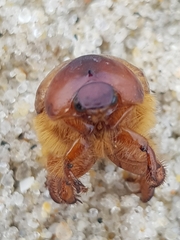 Calicnemis truncatifrons