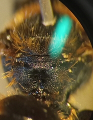 Osmia rufohirta