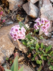 Cardamine purpurea