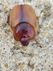 Calicnemis truncatifrons