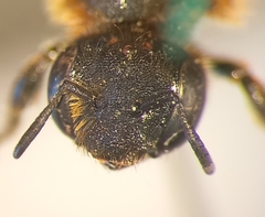 Osmia rufohirta