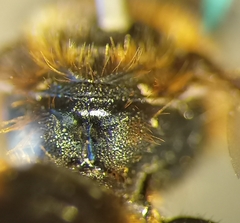 Osmia rufohirta