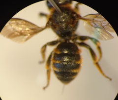 Osmia rufohirta