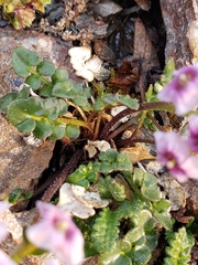 Cardamine purpurea