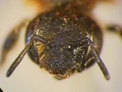 Osmia rufohirta