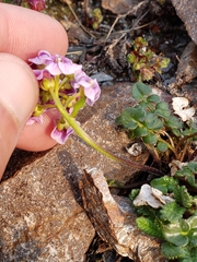 Cardamine purpurea