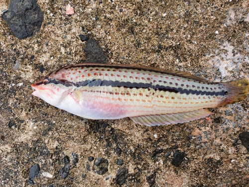Multicolorfin rainbowfish (Parajulis poecilepterus) — Labridae — 2