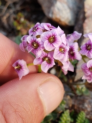 Cardamine purpurea