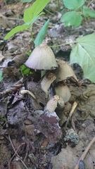 Coprinopsis strossmayeri