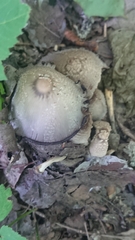 Coprinopsis strossmayeri