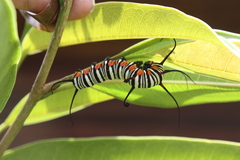 Euploea westwoodii