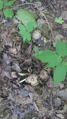 Coprinopsis strossmayeri
