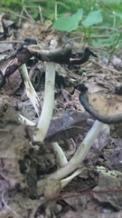 Coprinopsis strossmayeri