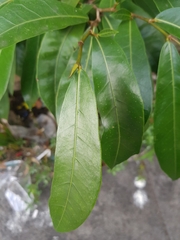 Ficus tinctoria gibbosa