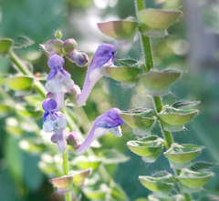 Scutellaria altissima