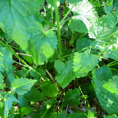 Scutellaria altissima
