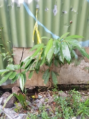 Ficus tinctoria gibbosa