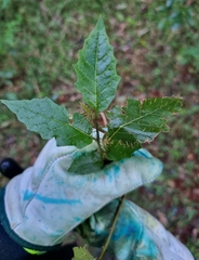 Solanum acanthodapis