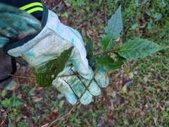Solanum acanthodapis