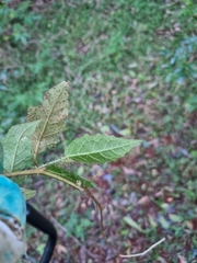 Solanum acanthodapis
