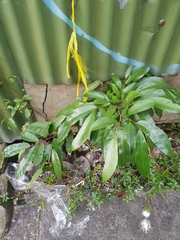 Ficus tinctoria gibbosa