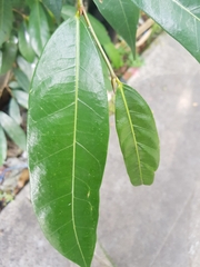 Ficus tinctoria gibbosa