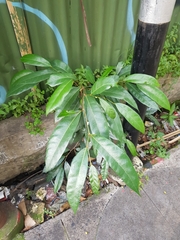 Ficus tinctoria gibbosa