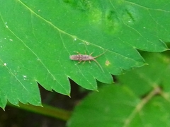 Orchesella flavescens
