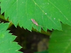 Orchesella flavescens