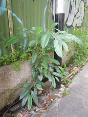 Ficus tinctoria gibbosa