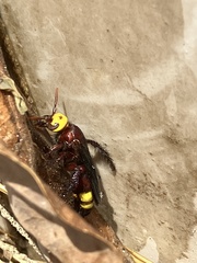 Scolia flaviceps