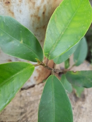 Ficus microcarpa