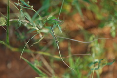 Diplacodes lefebvrii