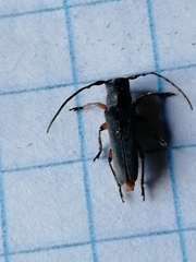 Phytoecia pustulata