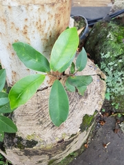 Ficus microcarpa